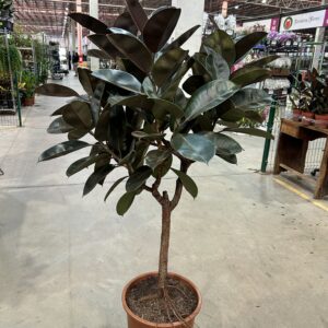 Fícus Elástica Burgundy P40 Arvore