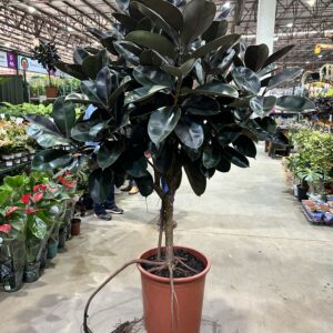 Ficus Elastica Burgundy P50 Arvore - Nº1