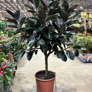 Ficus Elastica