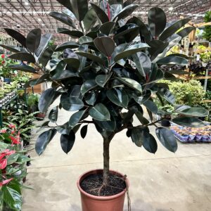 Ficus Elastica Burgundy P50 Arvore - Nº2
