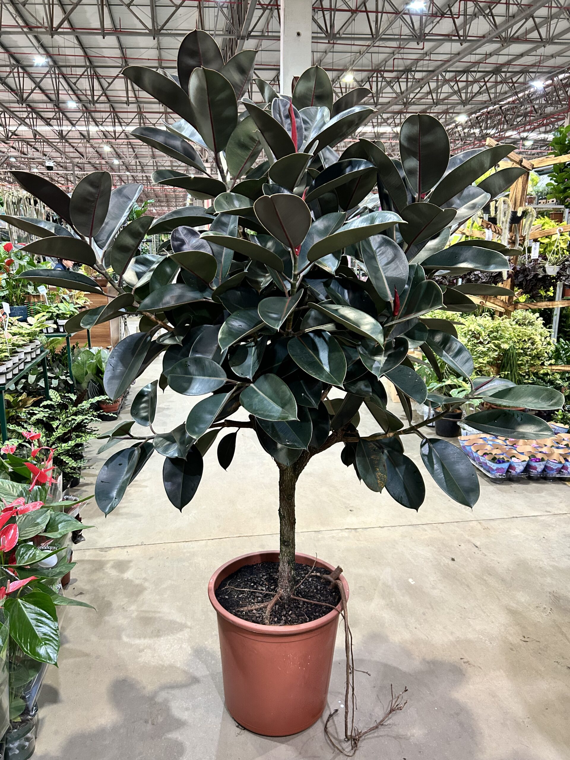 Ficus Elastica Burgundy P50 Arvore - Nº2
