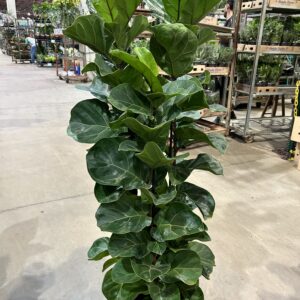 Ficus Lyrata Bambino P30 4H