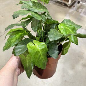 Calathea Musaica P17