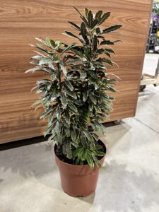 Aralia Bianca Variegata P17