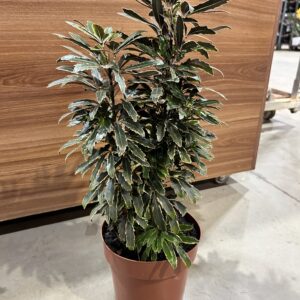 Aralia Bianca Variegata P17