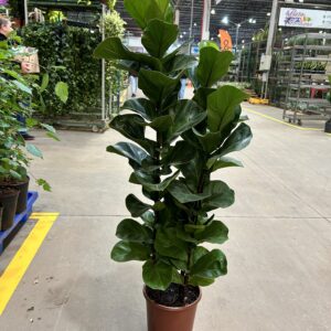 Fícus Lyrata Bambino P24 3H Premium