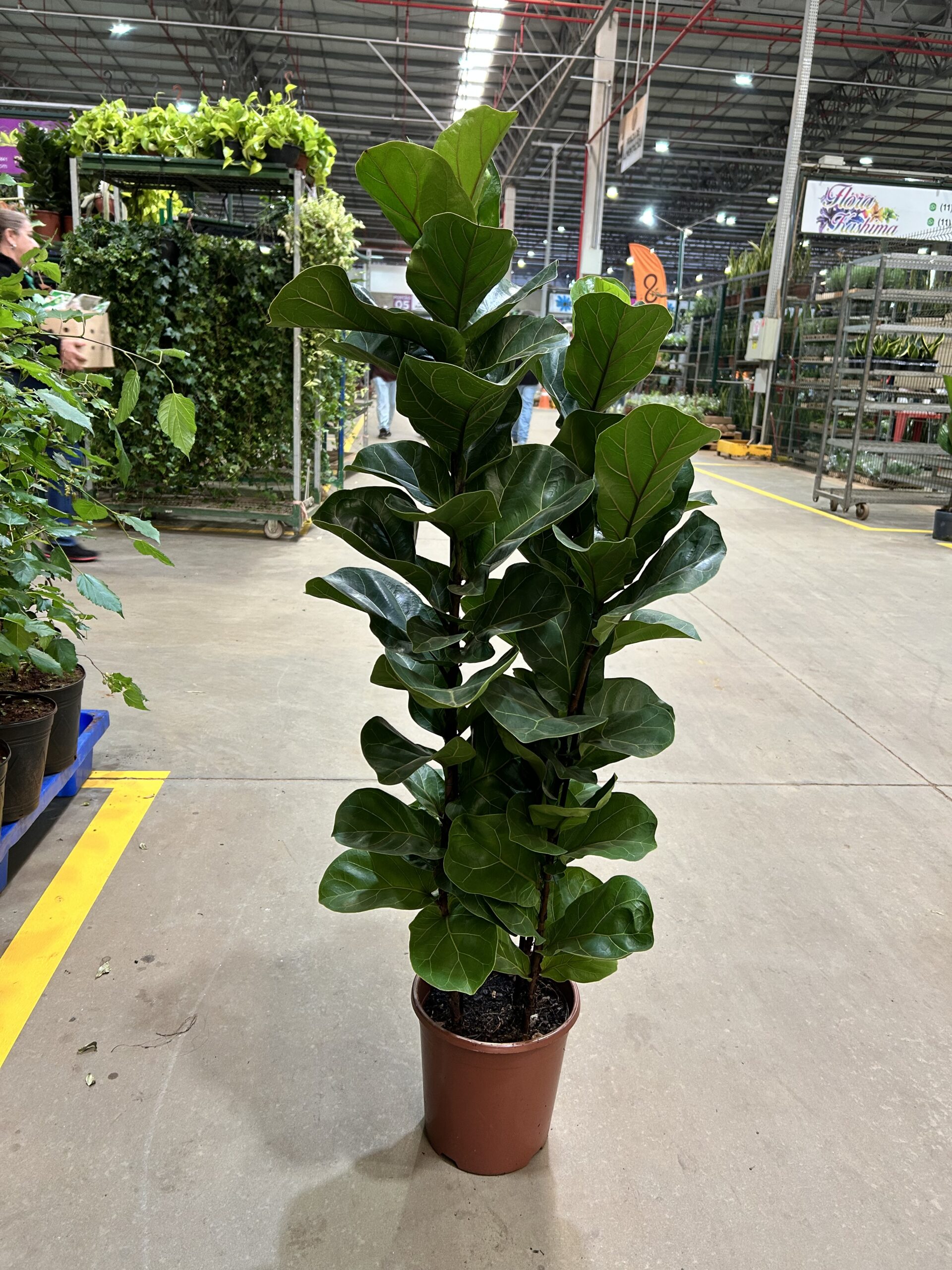 Fícus Lyrata Bambino P24 3H Premium