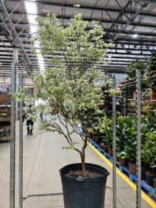 Jabuticaba Variegata