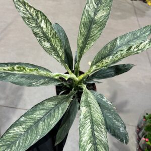 Spathiphyllum Sensation Variegata P17