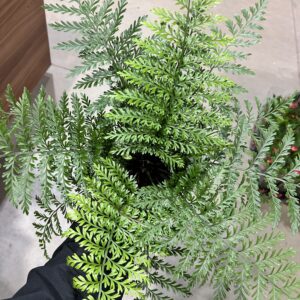 Asplenium Parvati P17