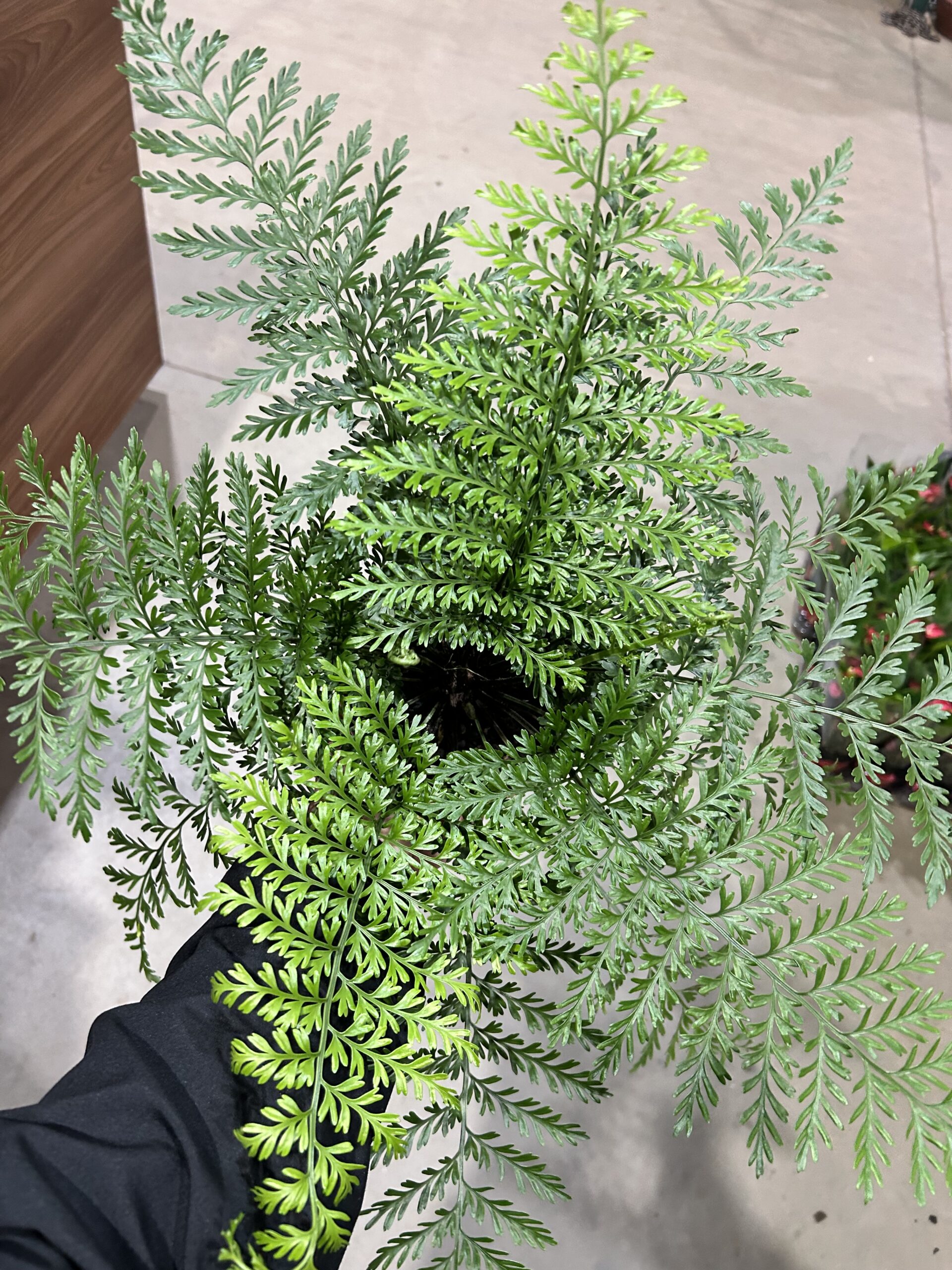 Asplenium Parvati P17