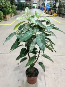 Ficus Cotton Color P23