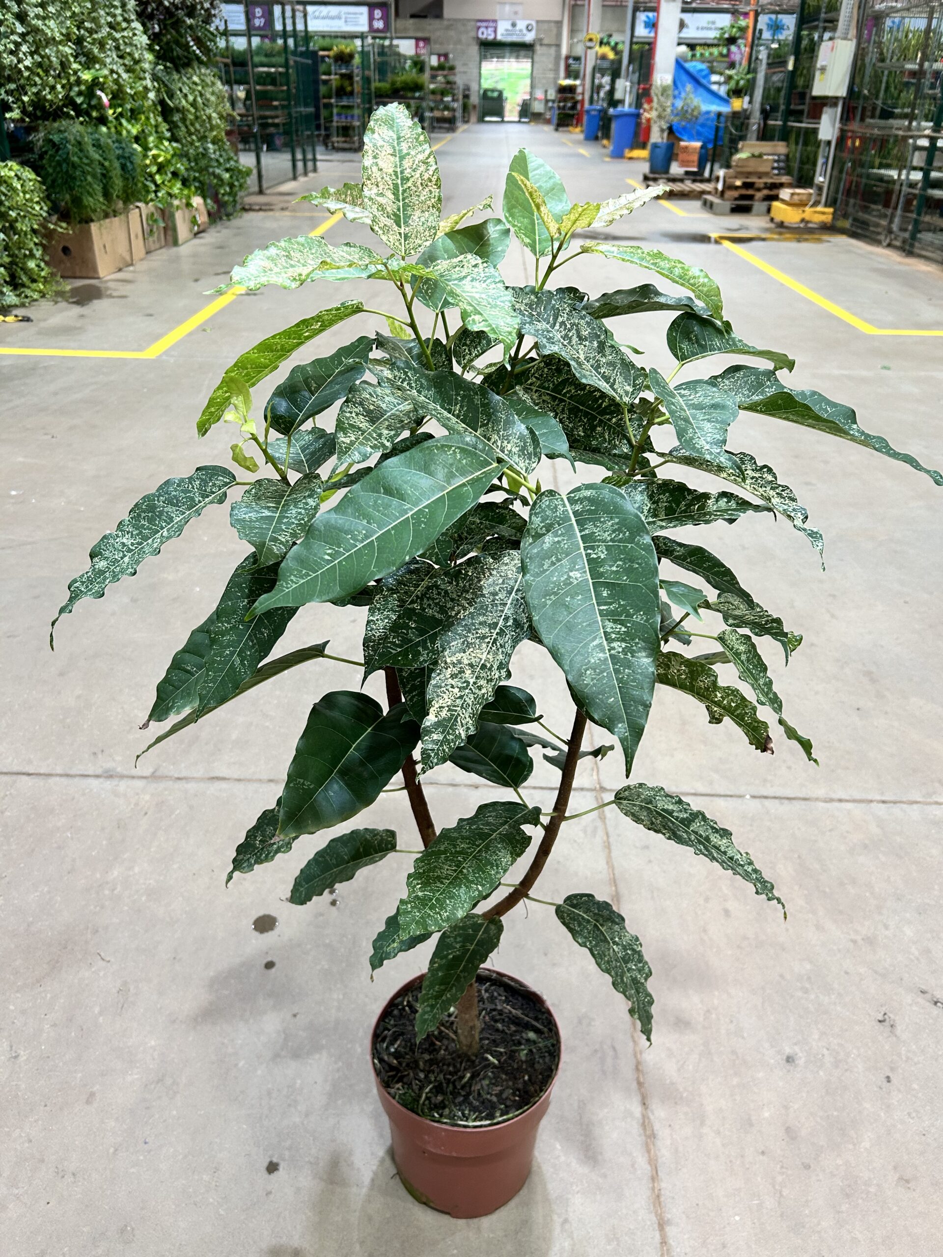 Ficus Cotton Color P23