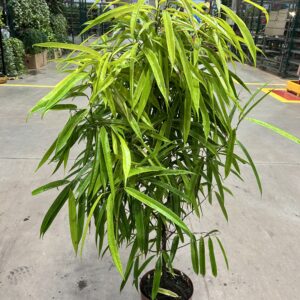 Ficus Maclellandii Alli Variegata P23