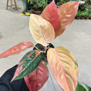Aglaonema New Cochin P12