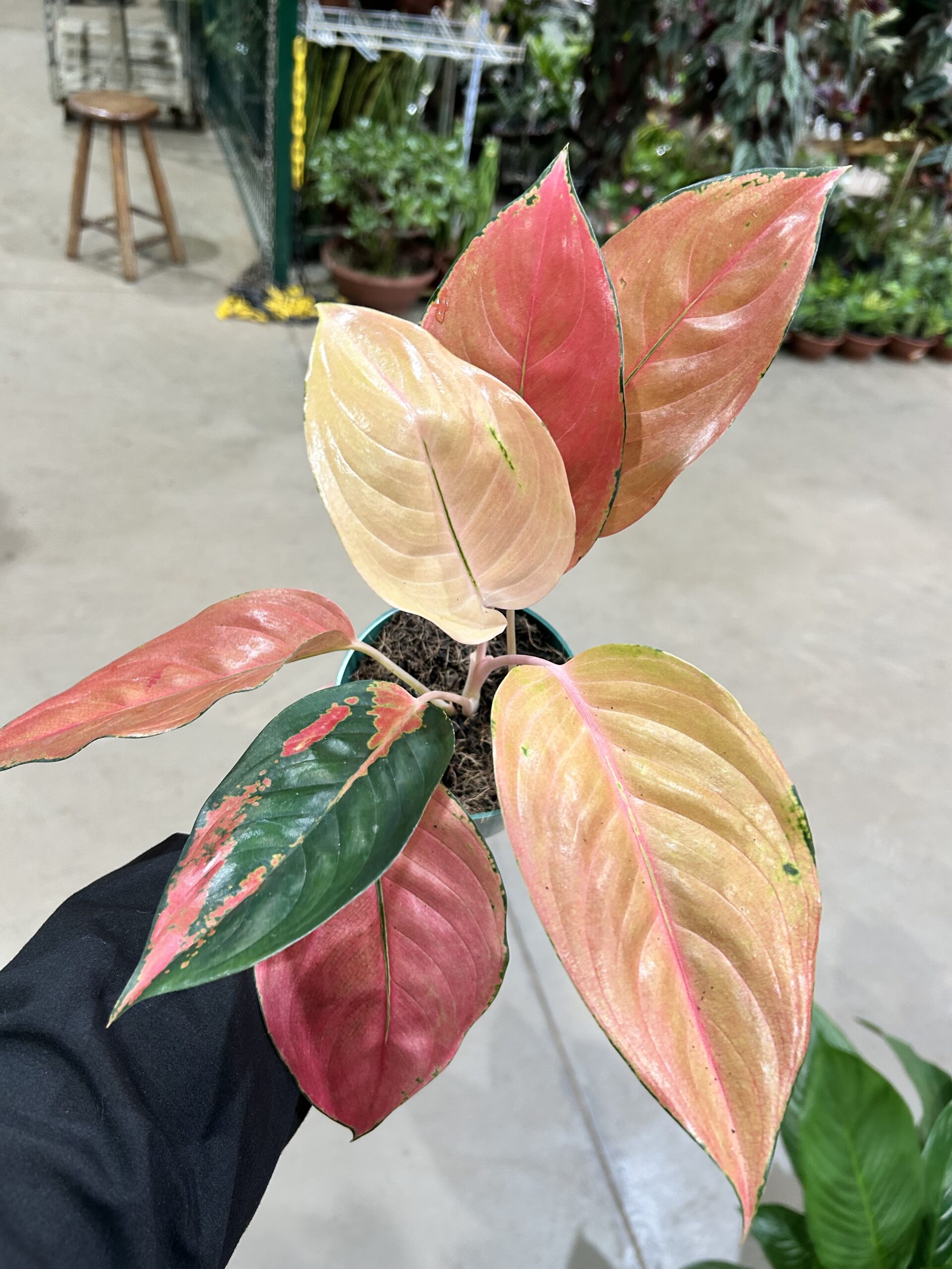 Aglaonema New Cochin P12