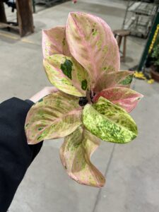 Aglaonema Emerald P12