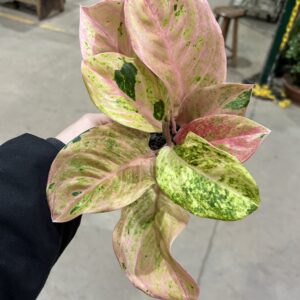 Aglaonema Emerald P12