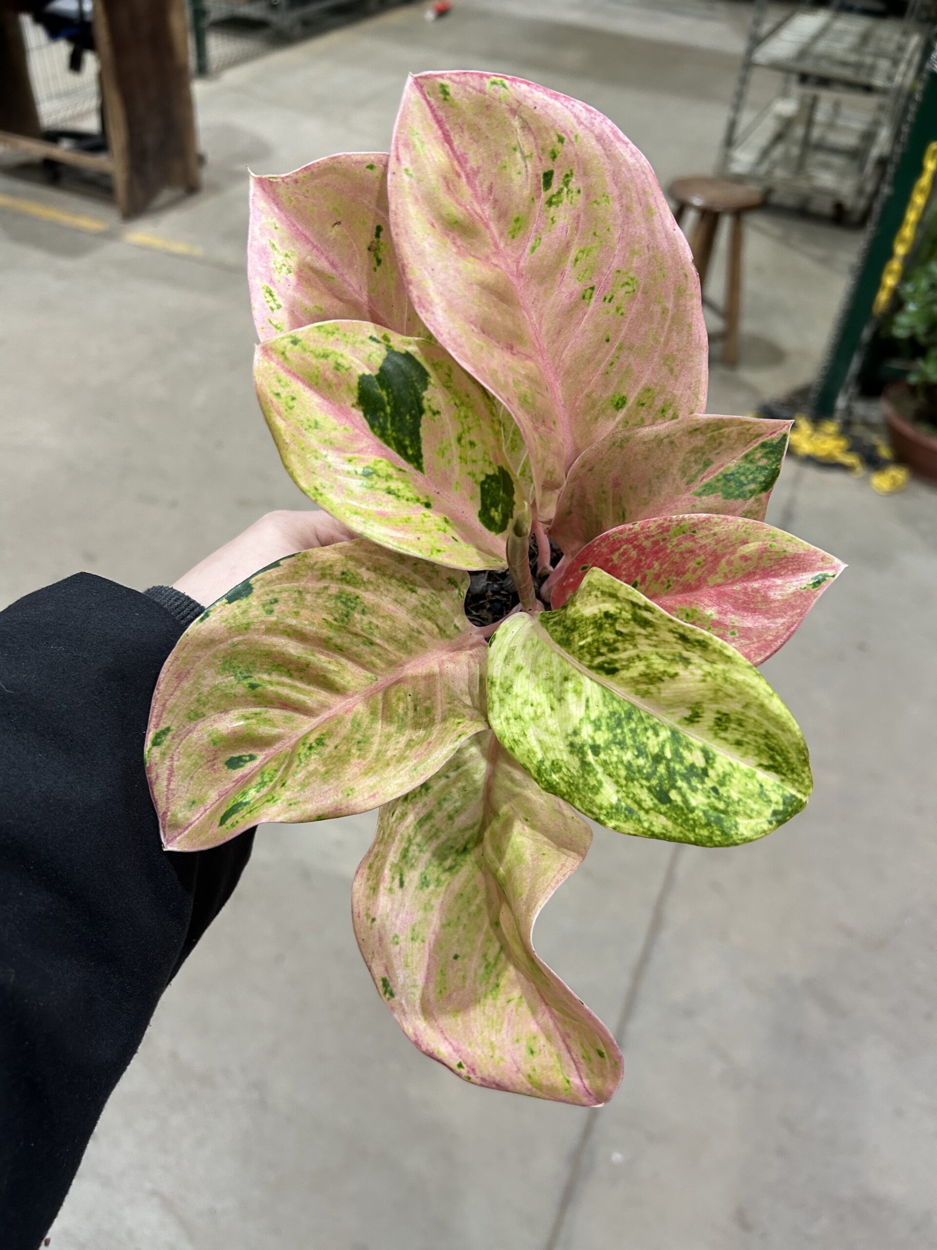 Aglaonema Emerald P12