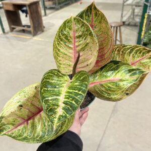 Aglaonema Big Mama P12