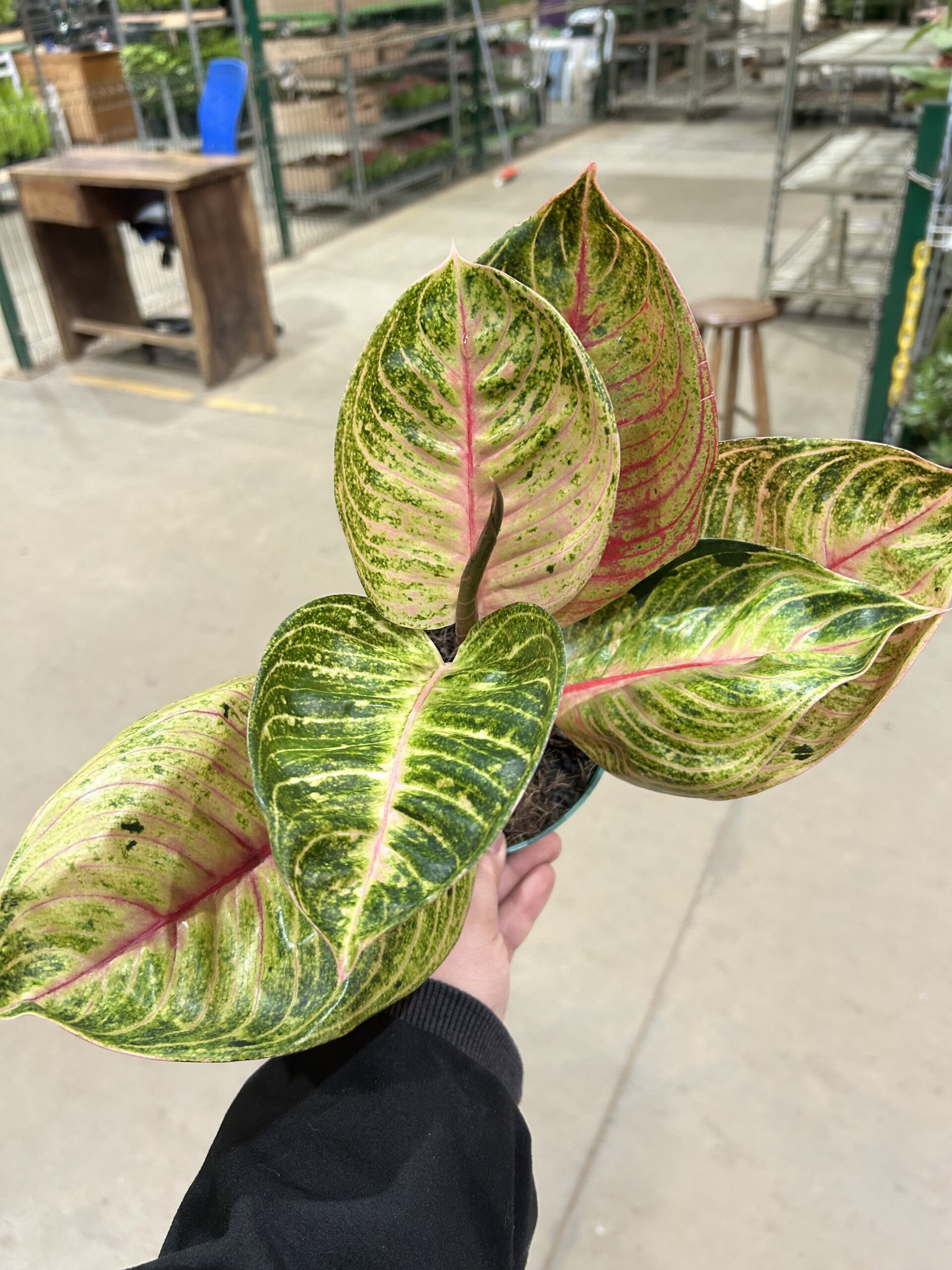 Aglaonema Big Mama P12