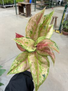 Aglaonema Light of Diamond P12