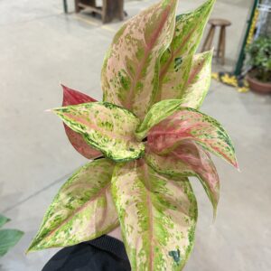 Aglaonema Light of Diamond P12