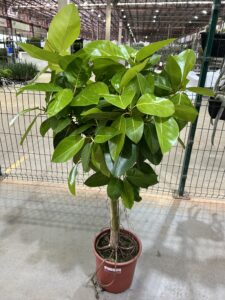 Ficus Elastica Altissima Neon P30 Arvore