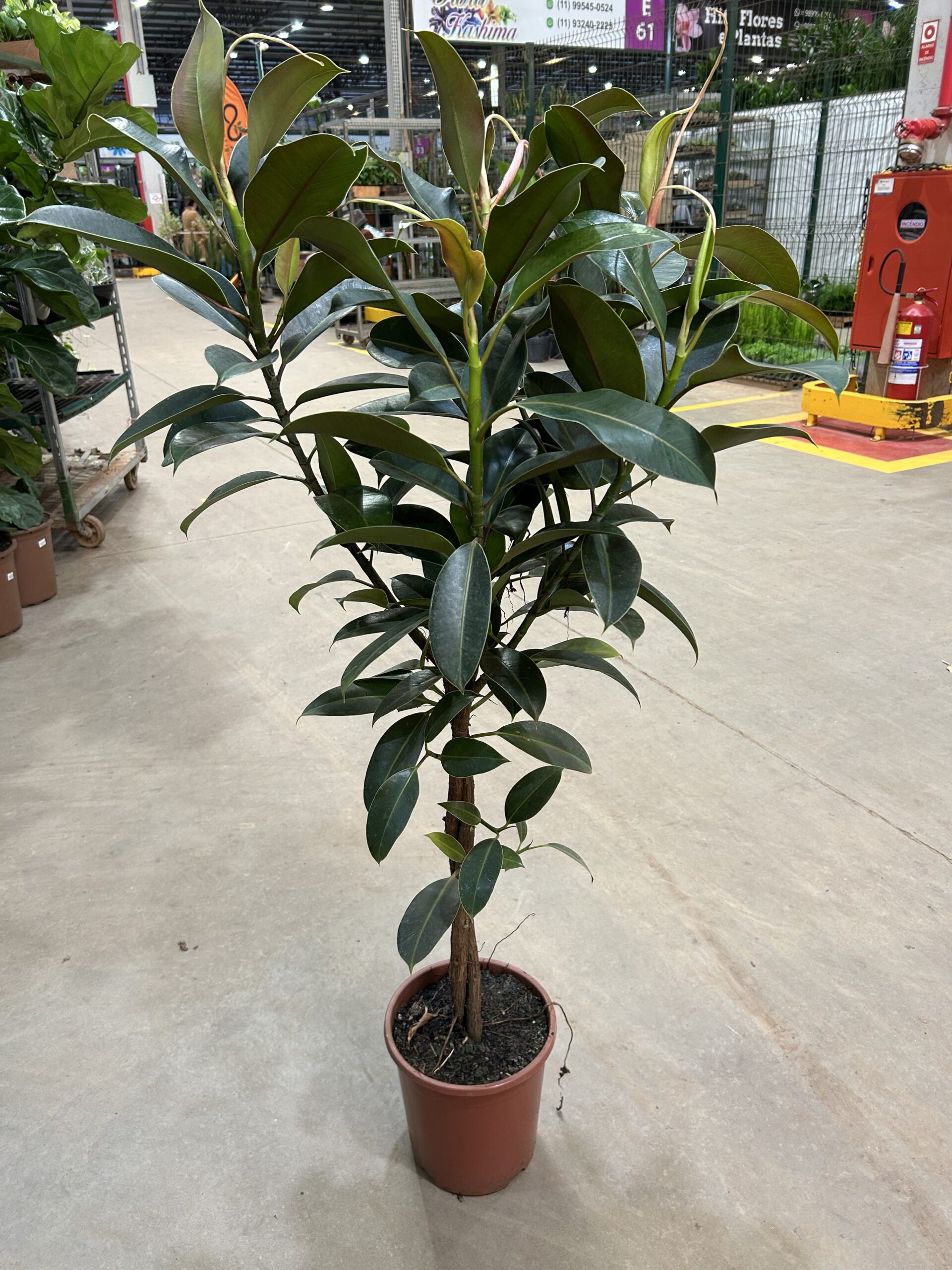 Ficus Elastica Melany P24 Arvore Tronco Trançado