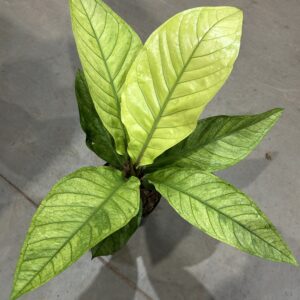Anthurium Hookeri Aurea P17