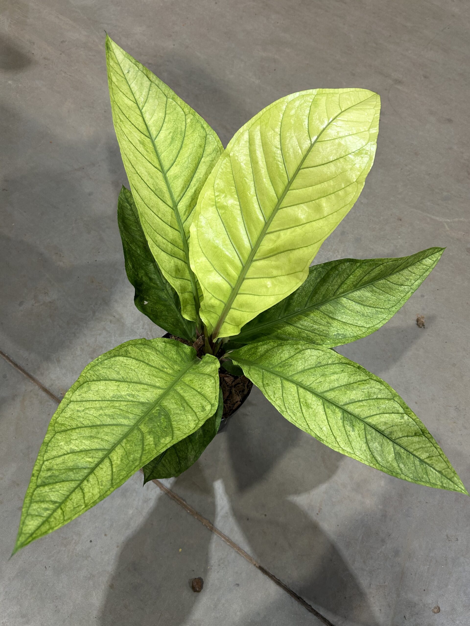 Anthurium Hookeri Aurea P17