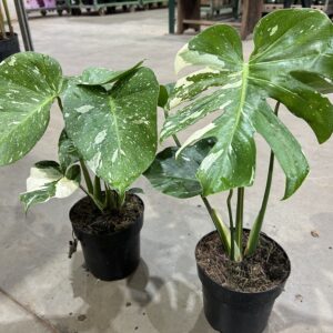 Monstera Thai Constelation P17