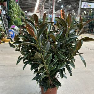 Ficus Melany P24