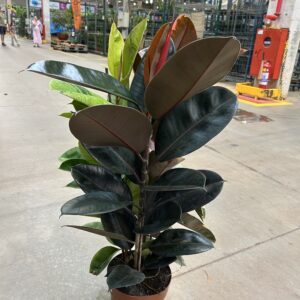 Ficus Elastica 'Misto' 3H P24 Premium